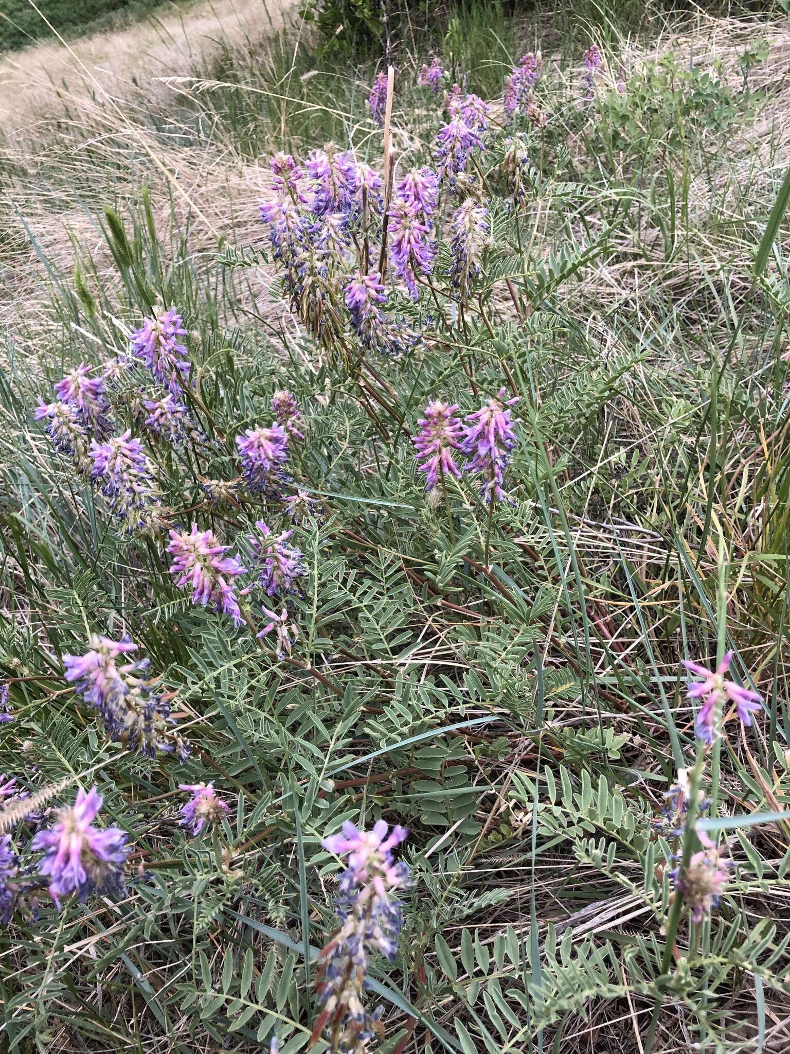 صورة Astragalus bisulcatus (Hook.) A. Gray