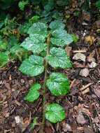 Image of Creeping Bramble