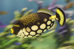 Image of clown triggerfish