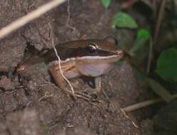 صورة Amnirana nicobariensis (Stoliczka 1870)