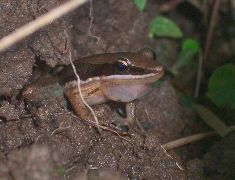 صورة Amnirana nicobariensis (Stoliczka 1870)