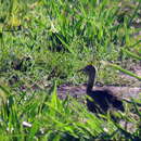 Image of Red-winged Tinamou