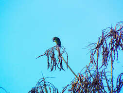 Image of Dusky-headed Parakeet