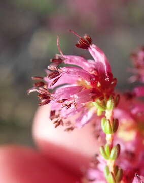 Image of Erica dispar (N. E. Br.) E. G. H. Oliver