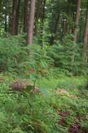 Image of wood ragwort