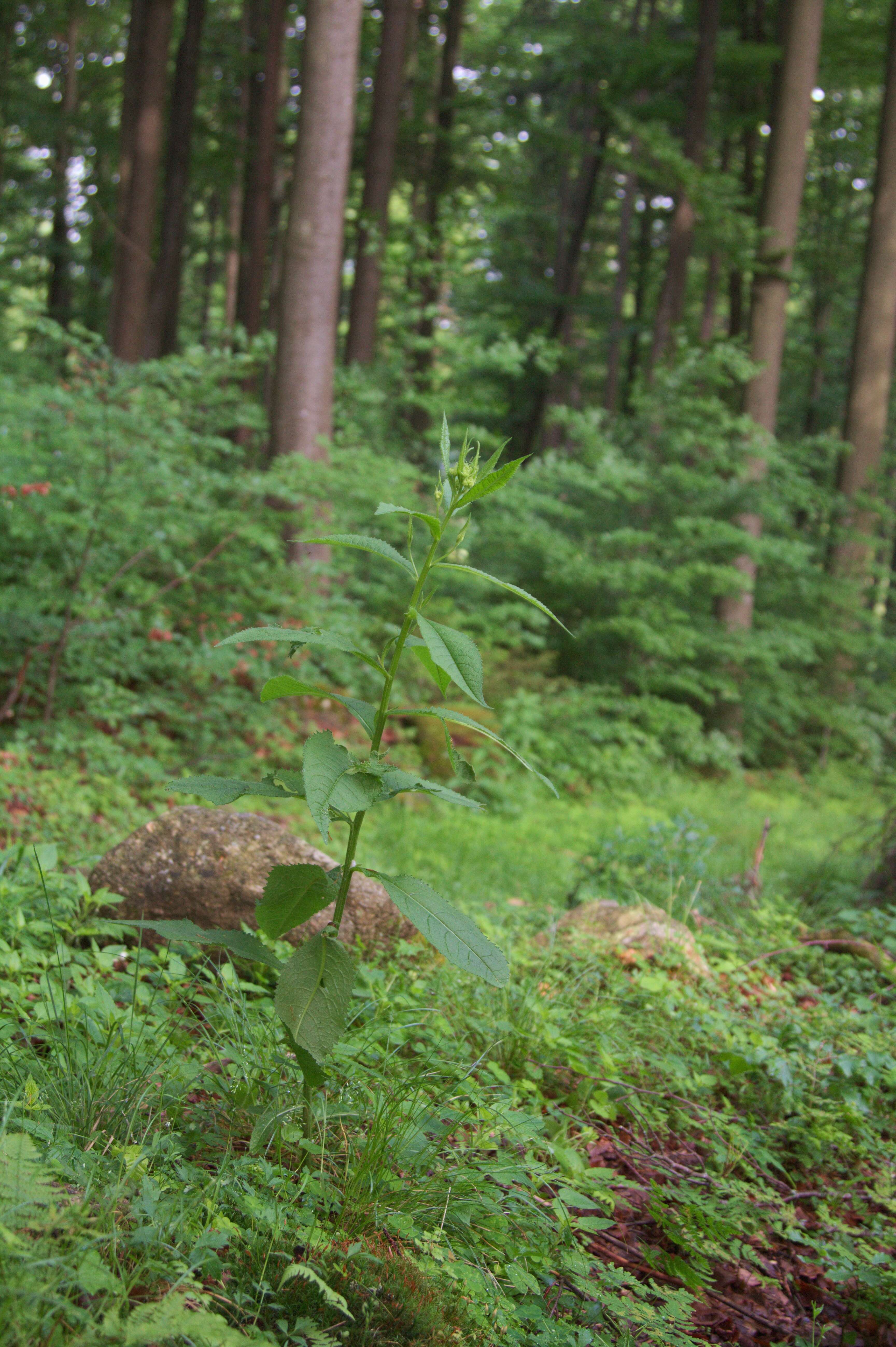 Image of wood ragwort