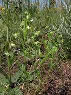 Image of Dwarf Pansy