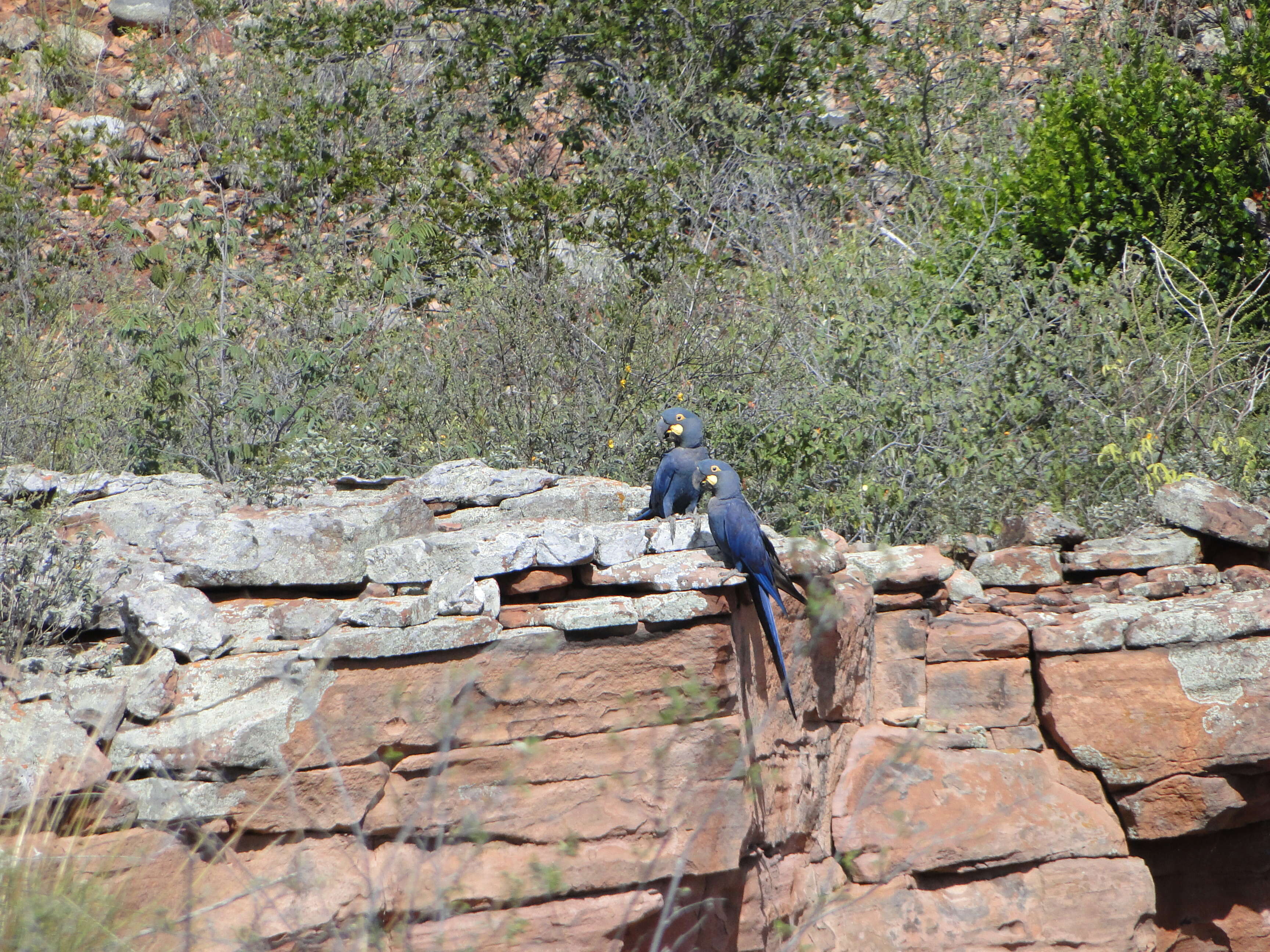 Image of Lear's Macaw