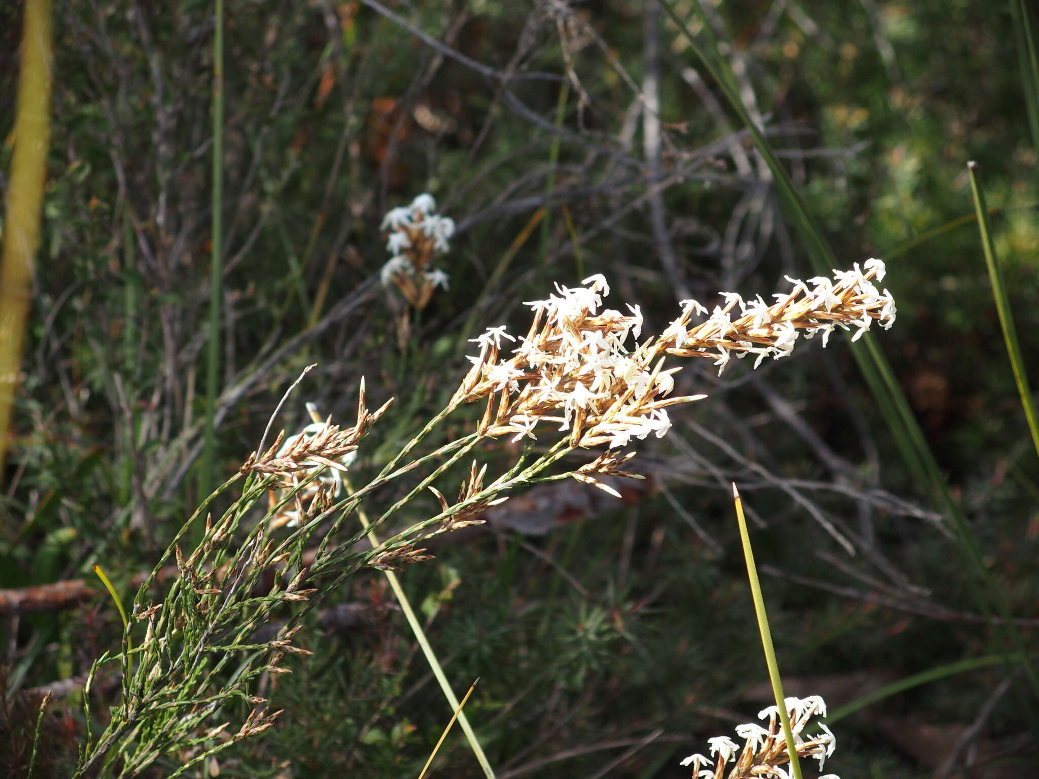 Image of Lysinema pentapetalum R. Br.