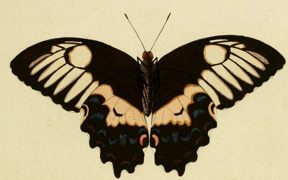 Image of Papilio gambrisius Cramer (1777)