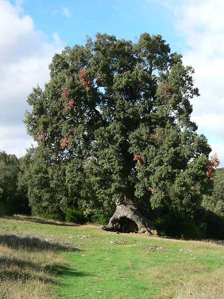 Image of Holm Oak