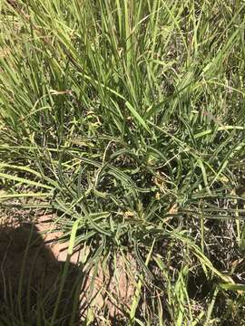 Image of El Paso evening primrose