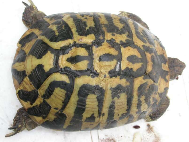 Image of Hermann's Tortoise