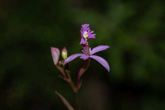 Image de Epidendrum ackermanii Hágsater