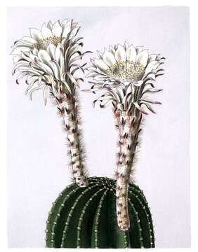 Image of Echinopsis oxygona