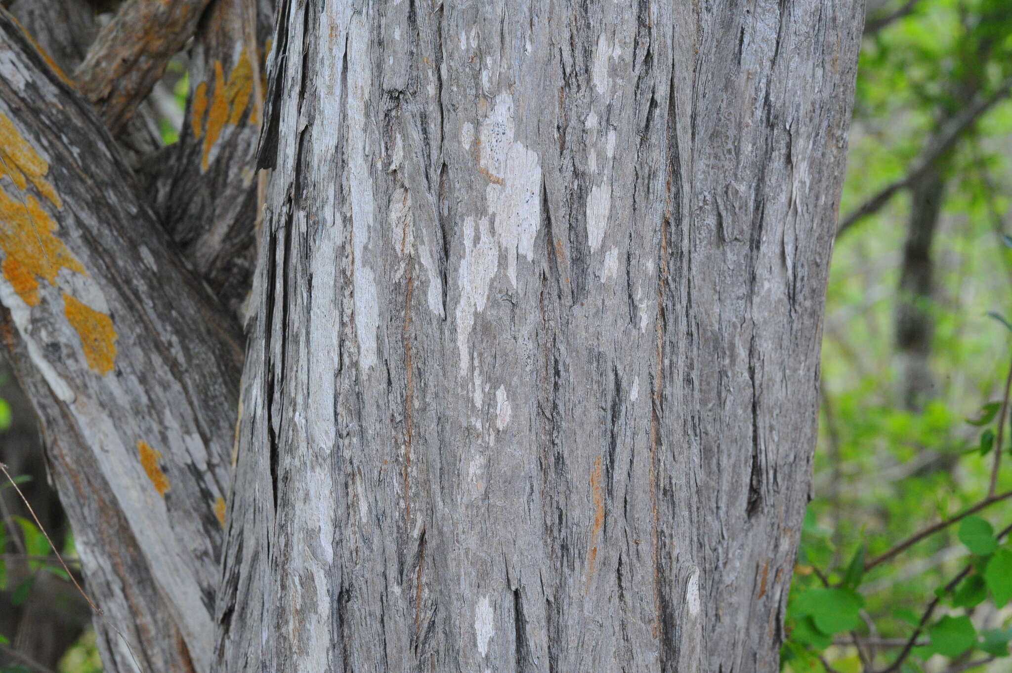 Image of Tabebuia myrtifolia (Griseb.) Britt.