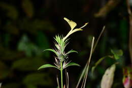 Plancia ëd Barleria prionitis L.