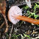 Image of Hygrocybe anomala A. M. Young 1997