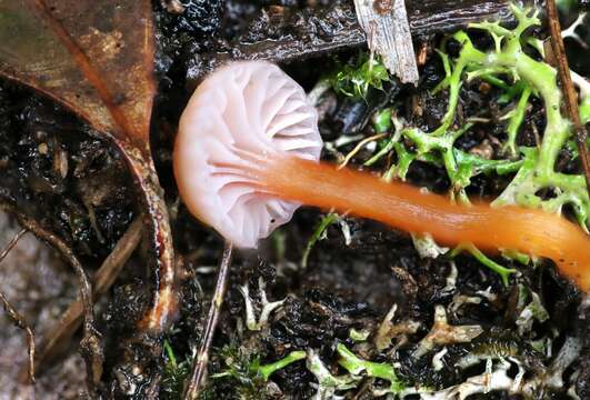 Image of Hygrocybe anomala A. M. Young 1997