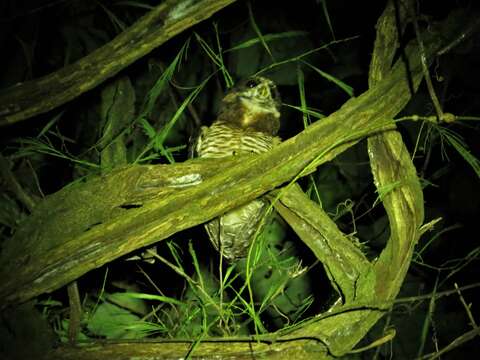 Image of Band-bellied Owl