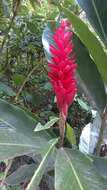 Imagem de Alpinia purpurata (Vieill.) K. Schum.