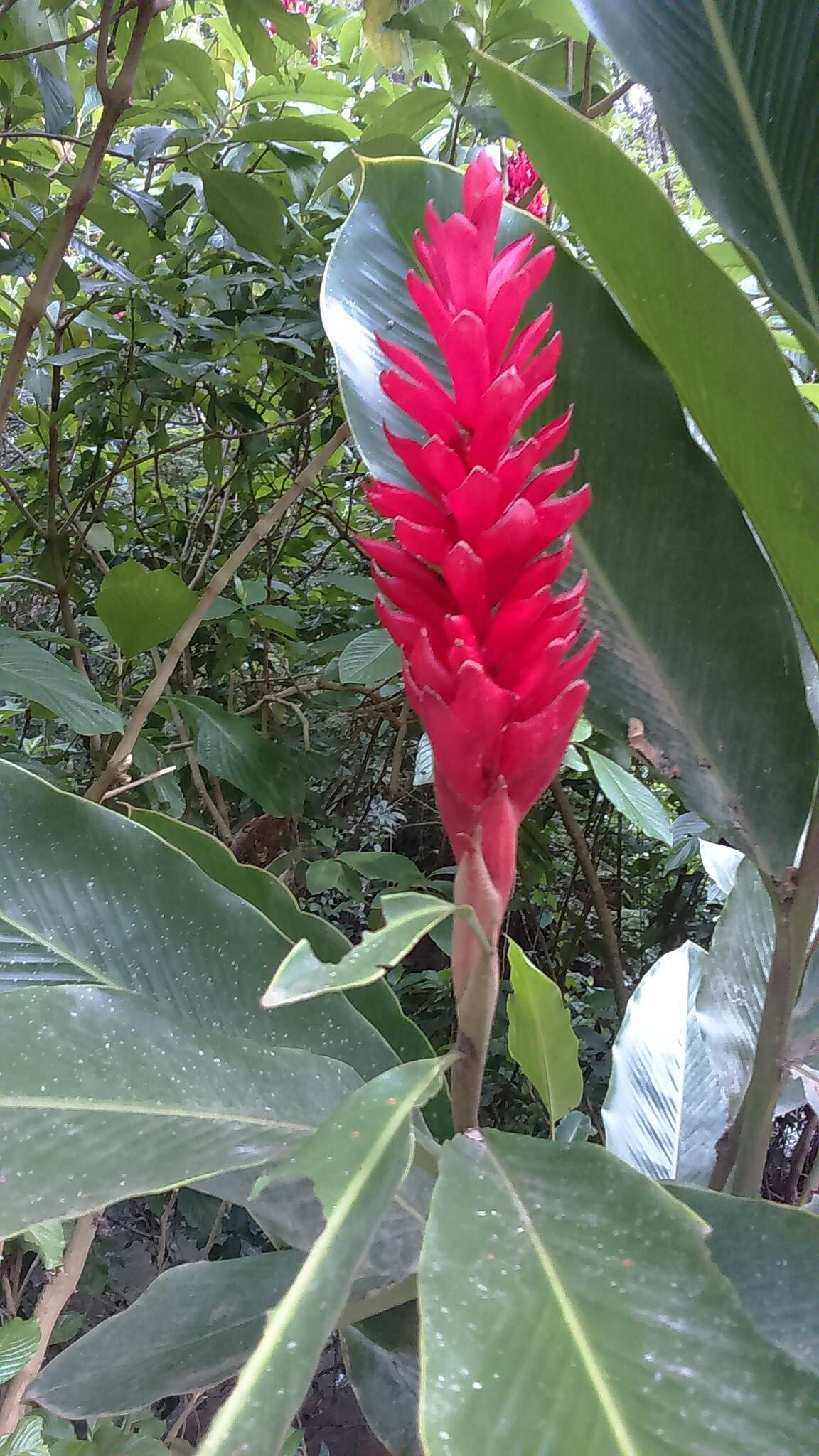 Imagem de Alpinia purpurata (Vieill.) K. Schum.