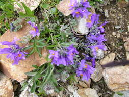 Image of Linaria alpina subsp. alpina