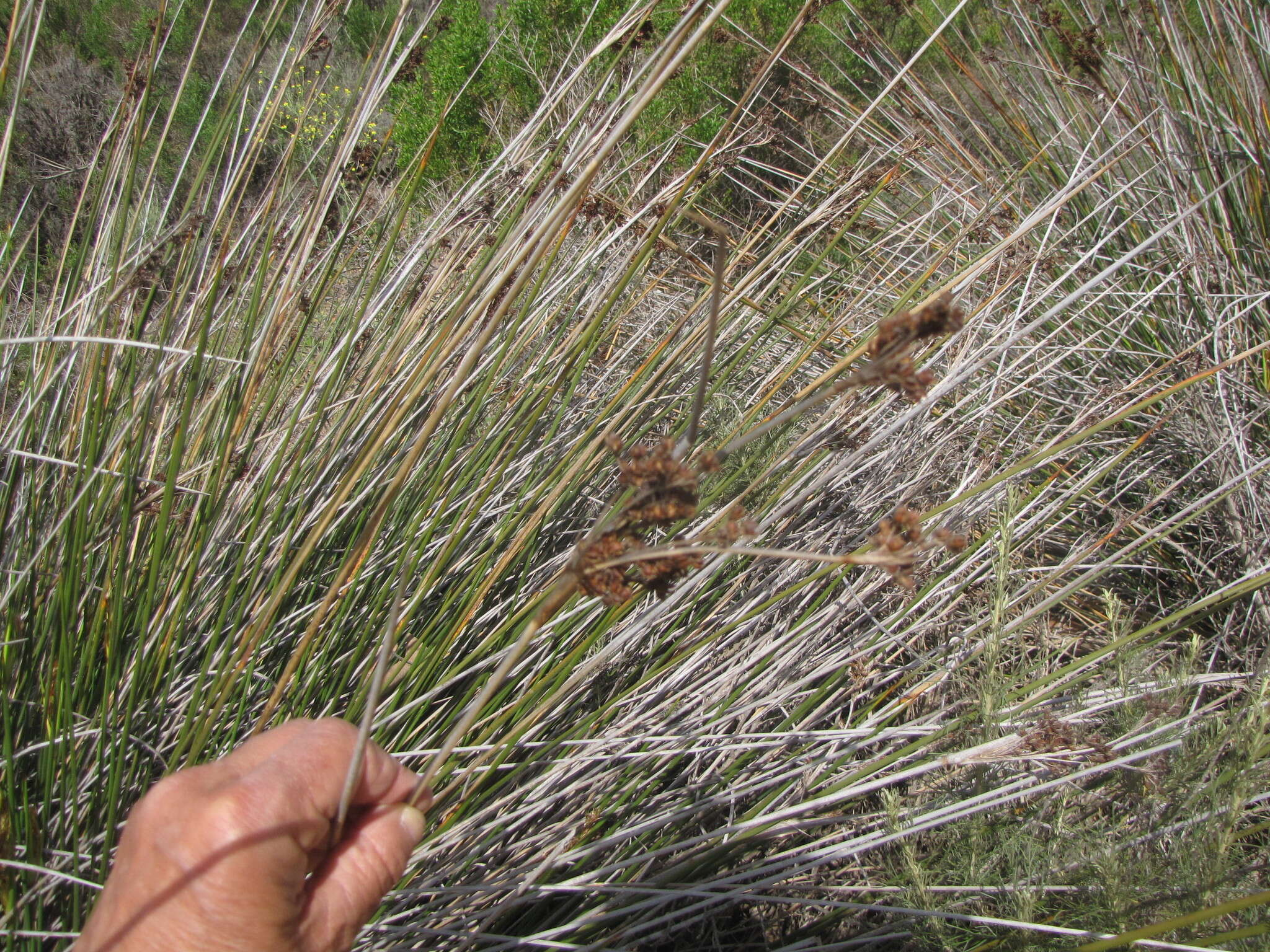 Image of spiny rush