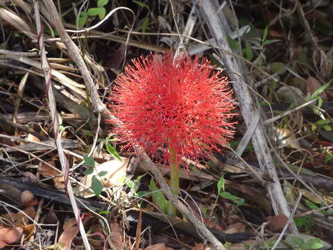 Image of blood-flower