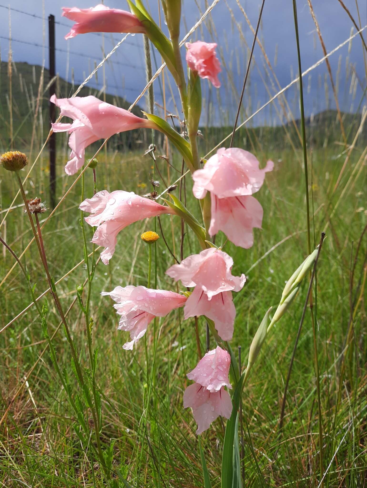 Imagem de Gladiolus oppositiflorus Herb.