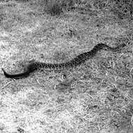 Image of Crotalus molossus nigrescens Gloyd 1936