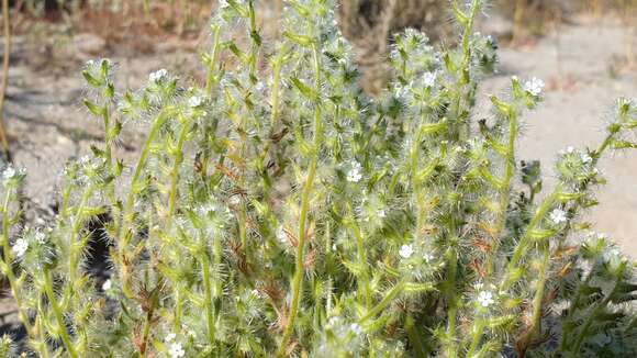 Plancia ëd Cryptantha ganderi I. M. Johnst.