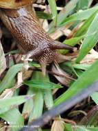 Image of Hemiplecta humphreysiana (I. Lea 1841)