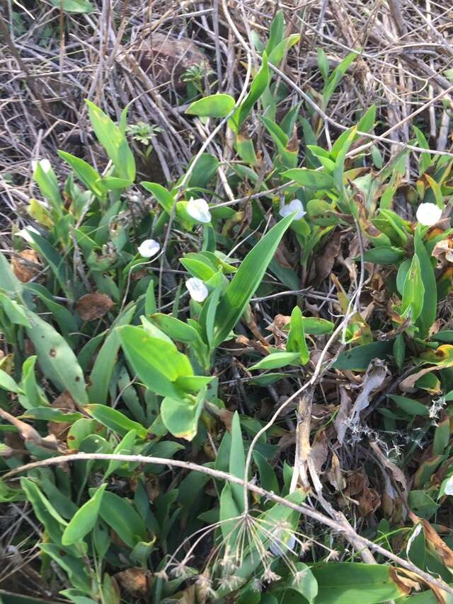 Слика од Commelina platyphylla Klotzsch ex Seub.