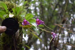 Image of Masdevallia chaparensis T. Hashim.