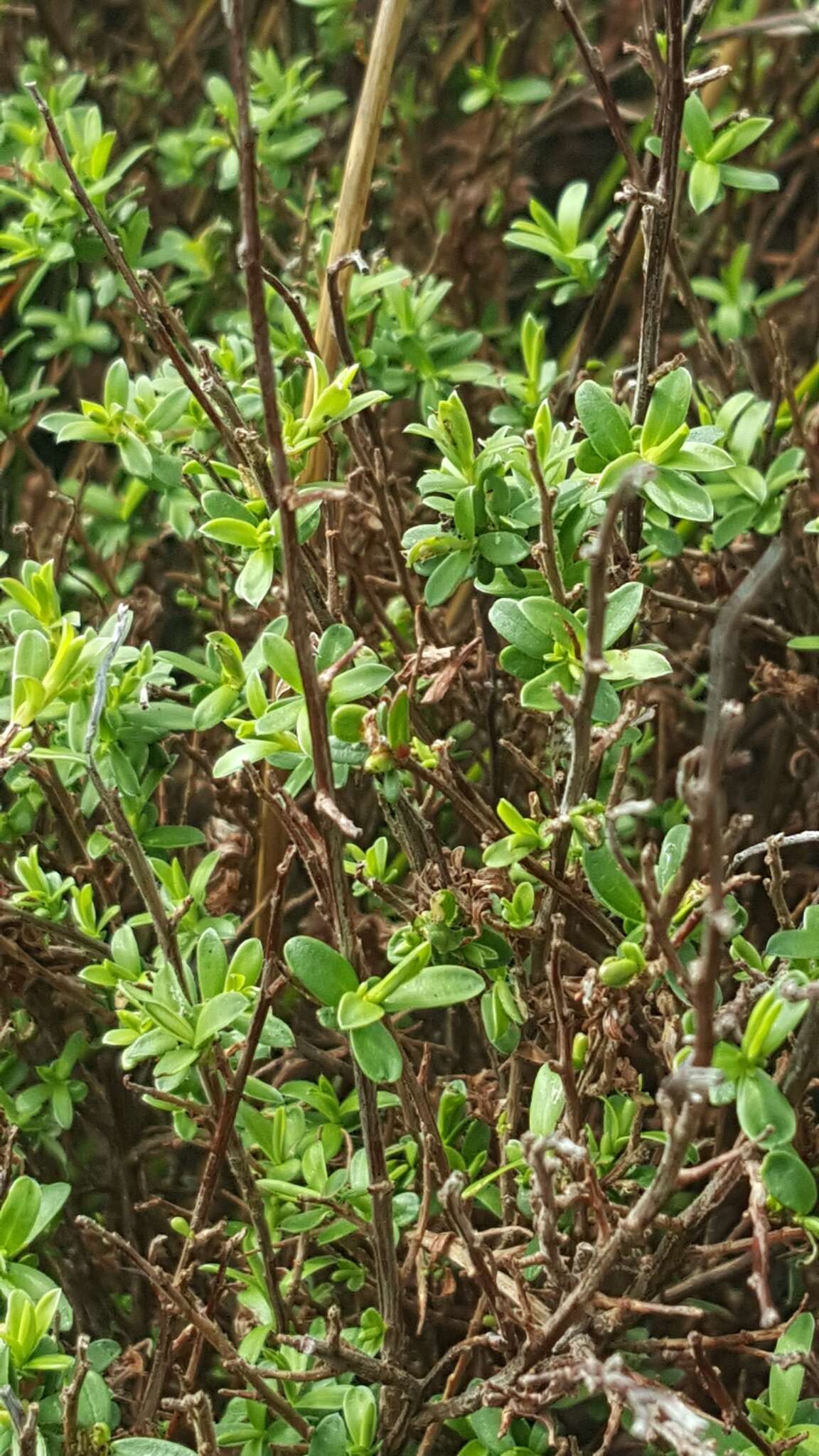 Image of Kunzea amathicola de Lange & Toelken