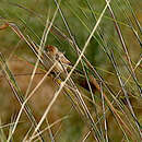 Image of Chirping Cisticola