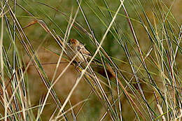 Image of Chirping Cisticola