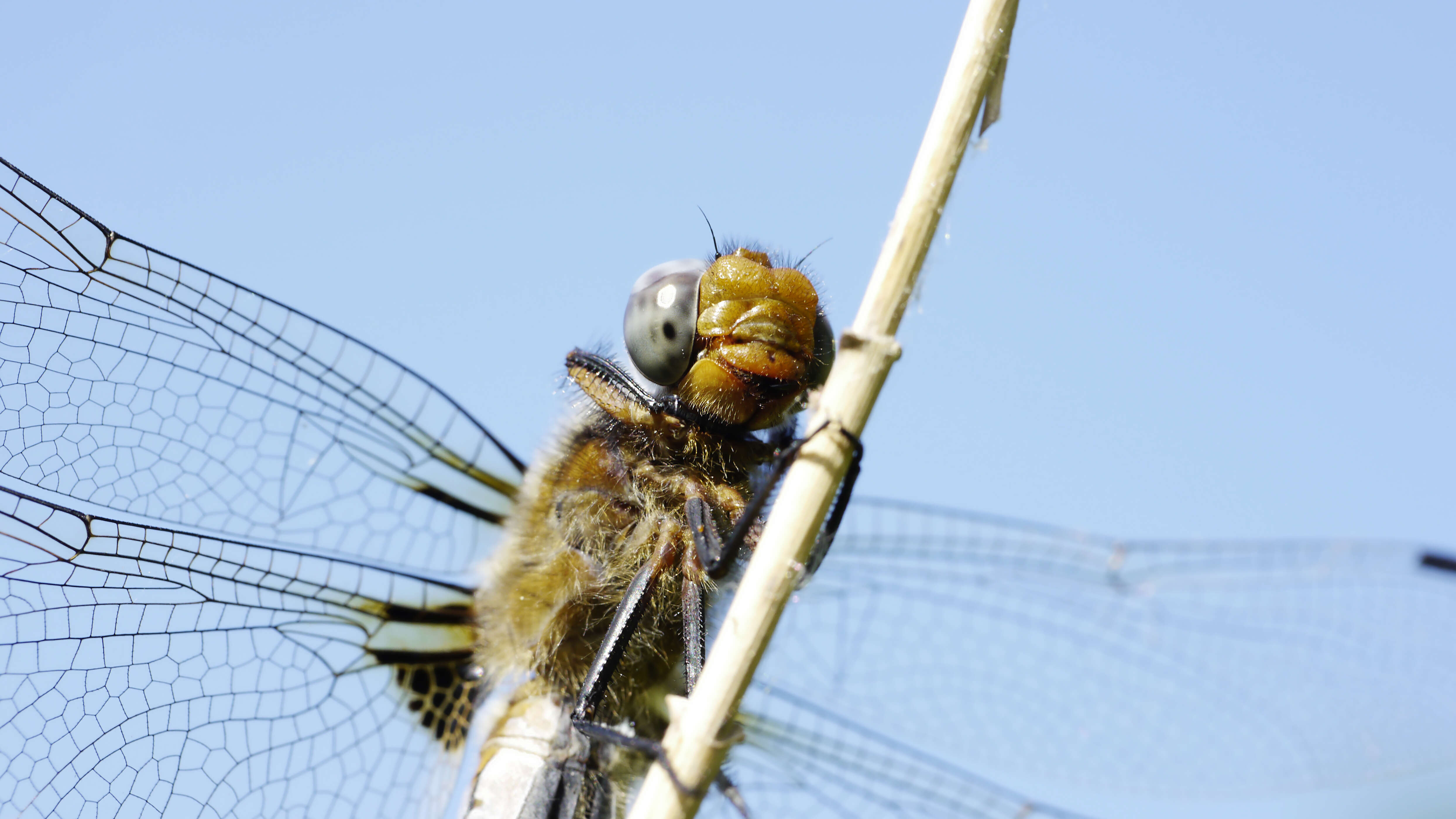 Image of Blue Chaser