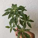 Слика од Amaranthus polygonoides L.