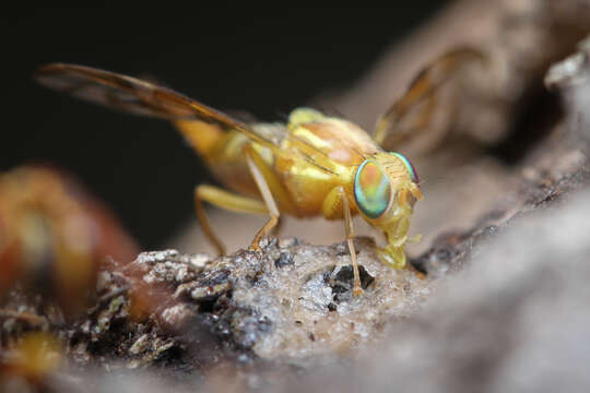 Image of Mexican Fruit Fly