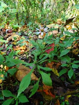 Image of crookedstem aster