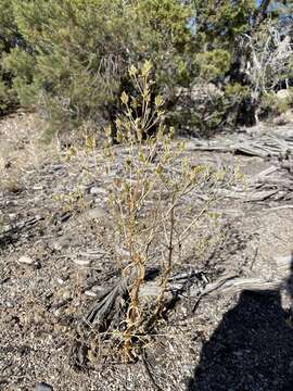 Image of desert frasera