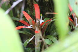 Image of Guzmania nidularioides L. B. Sm. & Read