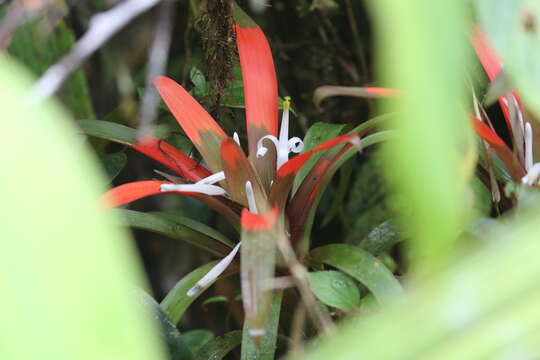 Image of Guzmania nidularioides L. B. Sm. & Read