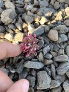 Image of Brandegee's springbeauty