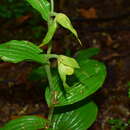 Imagem de Cypripedium henryi Rolfe