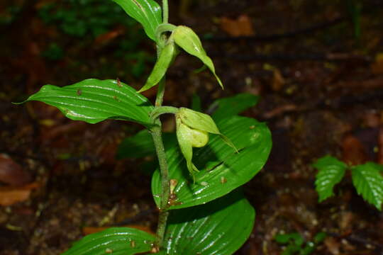 Image of Henry's Cypripedium