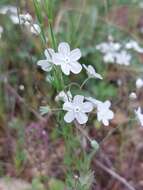 صورة Iberodes linifolia (L.) Serrano, R. Carbajal & S. Ortiz