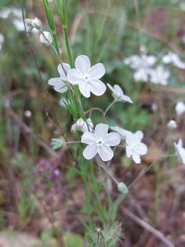 Image of whiteflower navelwort